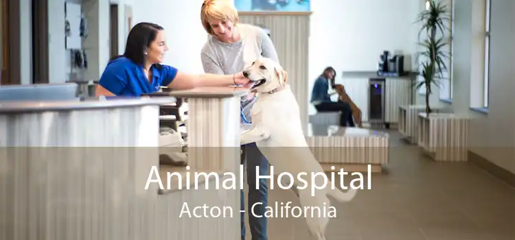 Animal Hospital Acton - California