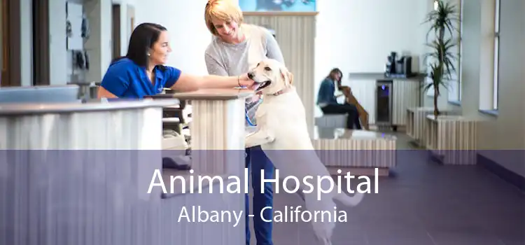 Animal Hospital Albany - California