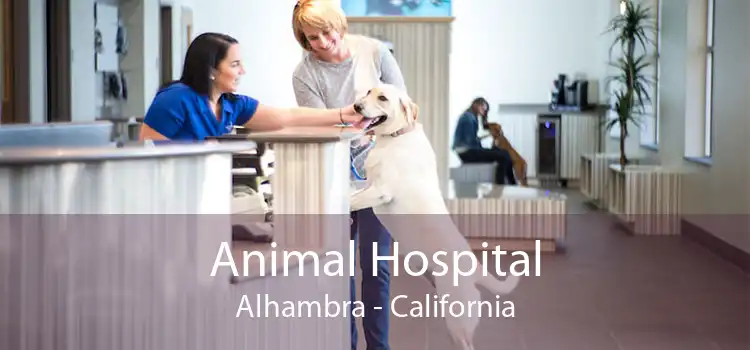 Animal Hospital Alhambra - California