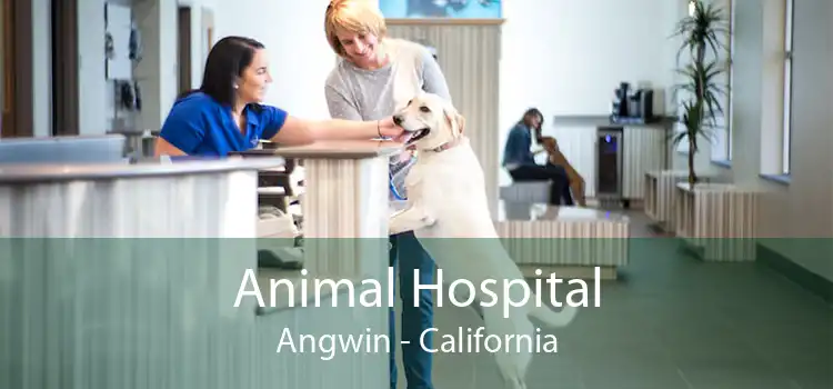 Animal Hospital Angwin - California