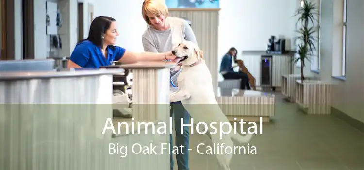 Animal Hospital Big Oak Flat - California