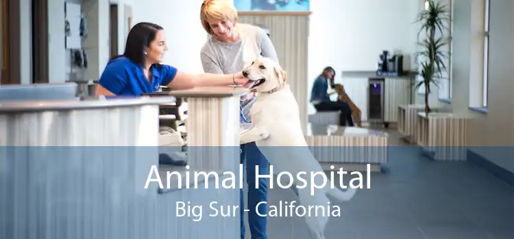 Animal Hospital Big Sur - California
