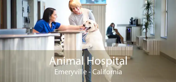 Animal Hospital Emeryville - California
