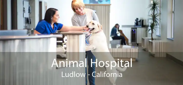 Animal Hospital Ludlow - California