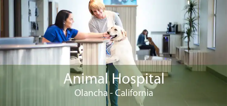 Animal Hospital Olancha - California