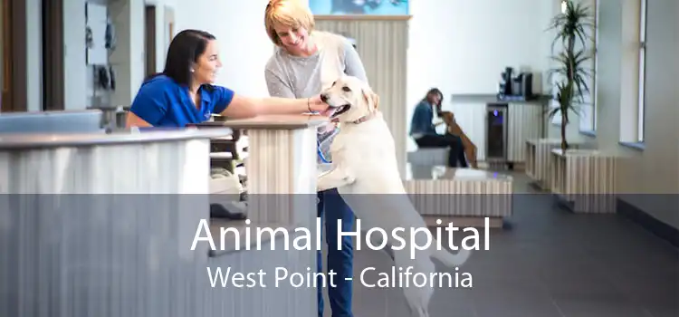 Animal Hospital West Point - California