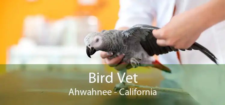 Bird Vet Ahwahnee - California