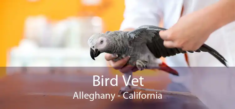 Bird Vet Alleghany - California