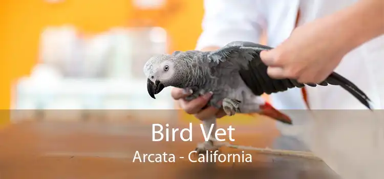 Bird Vet Arcata - California