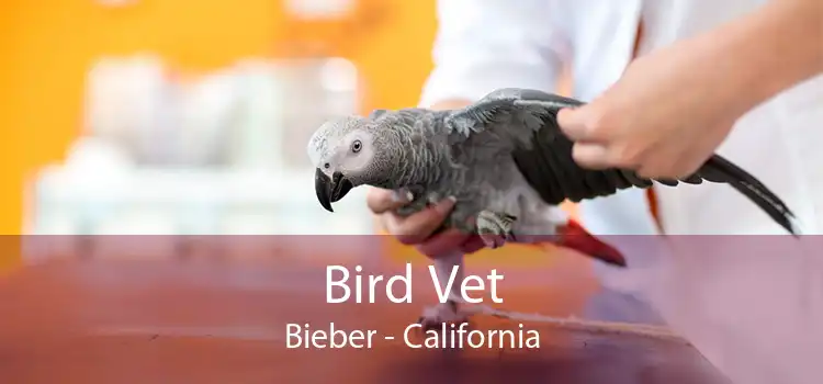 Bird Vet Bieber - California