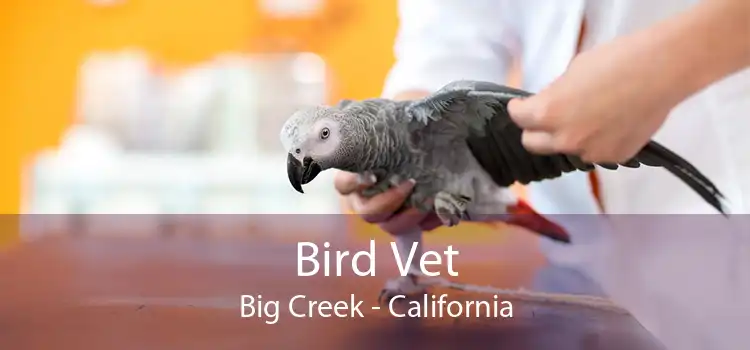 Bird Vet Big Creek - California