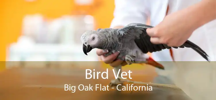 Bird Vet Big Oak Flat - California