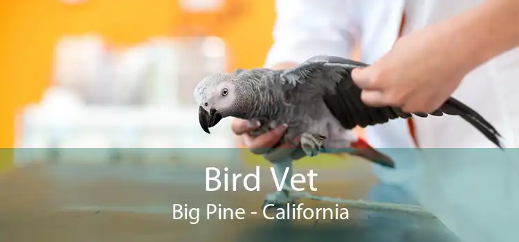 Bird Vet Big Pine - California