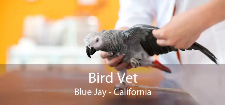 Bird Vet Blue Jay - California
