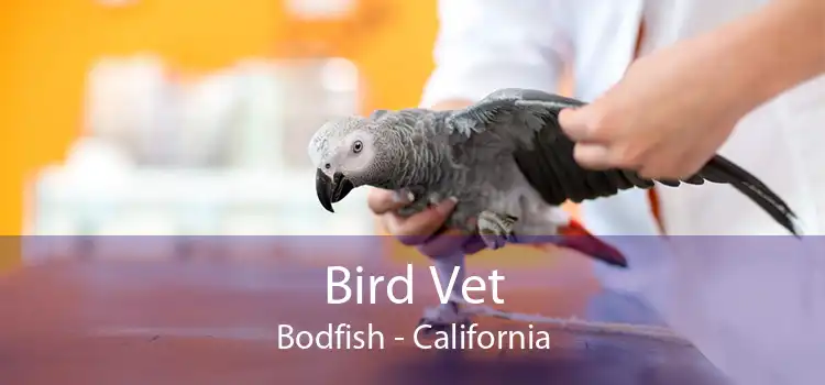 Bird Vet Bodfish - California