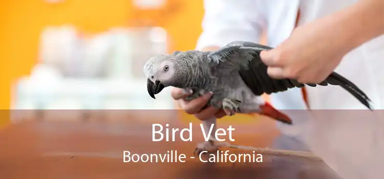 Bird Vet Boonville - California