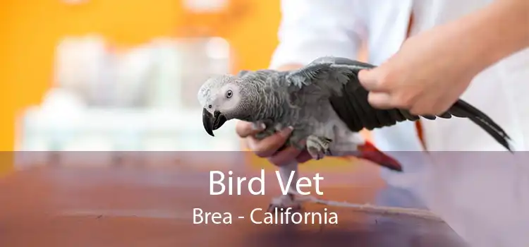 Bird Vet Brea - California