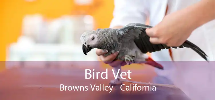 Bird Vet Browns Valley - California
