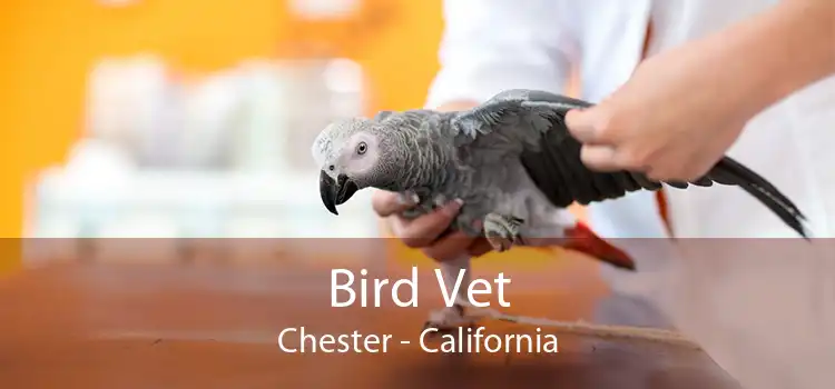 Bird Vet Chester - California