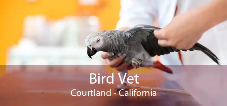 Bird Vet Courtland - California