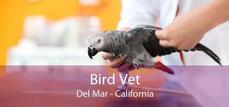 Bird Vet Del Mar - California