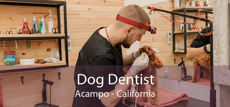 Dog Dentist Acampo - California
