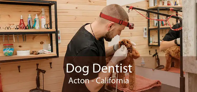 Dog Dentist Acton - California