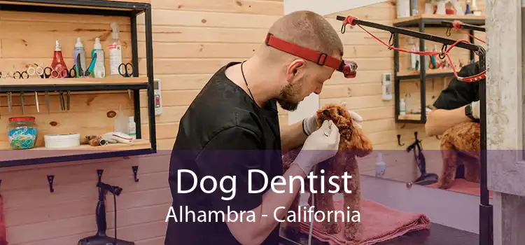 Dog Dentist Alhambra - California
