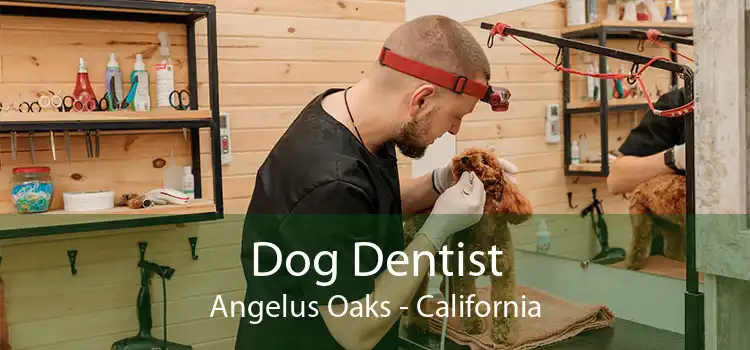 Dog Dentist Angelus Oaks - California