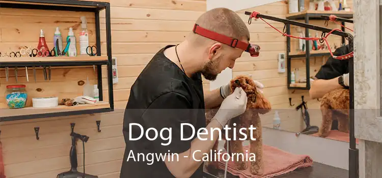 Dog Dentist Angwin - California