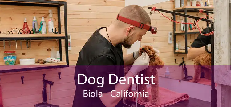 Dog Dentist Biola - California