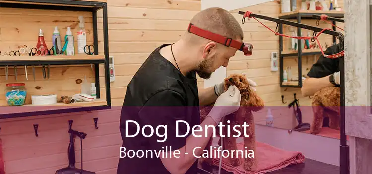 Dog Dentist Boonville - California
