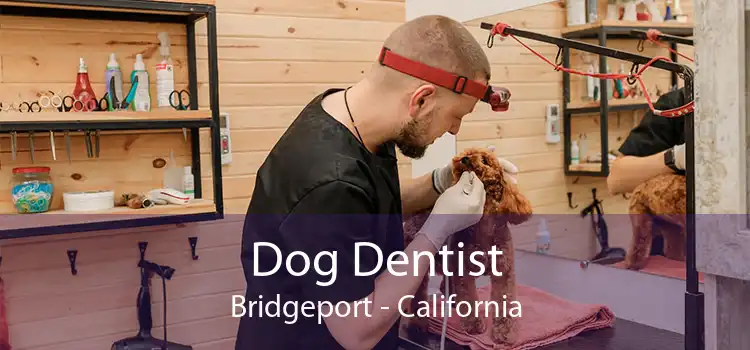 Dog Dentist Bridgeport - California