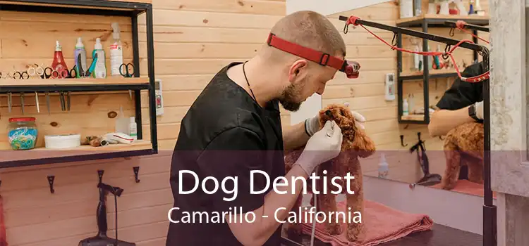 Dog Dentist Camarillo - California
