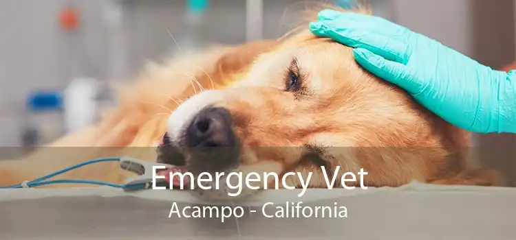 Emergency Vet Acampo - California