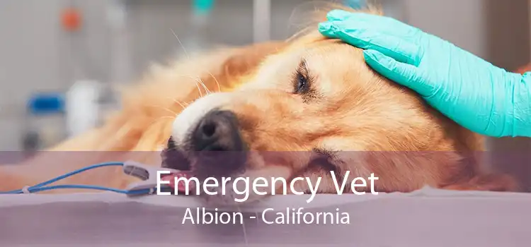 Emergency Vet Albion - California