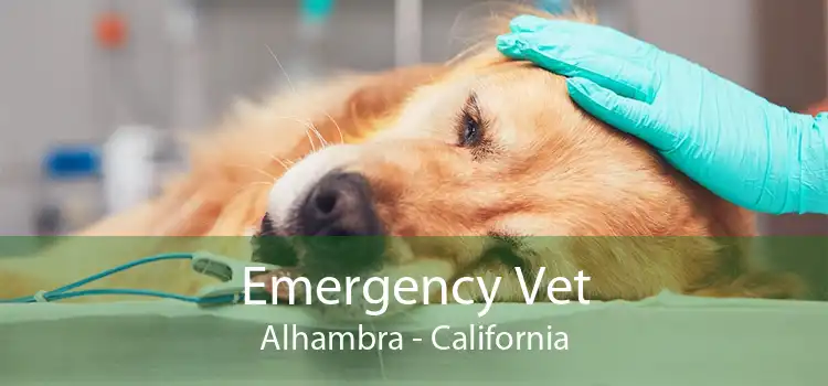 Emergency Vet Alhambra - California