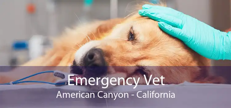 Emergency Vet American Canyon - California