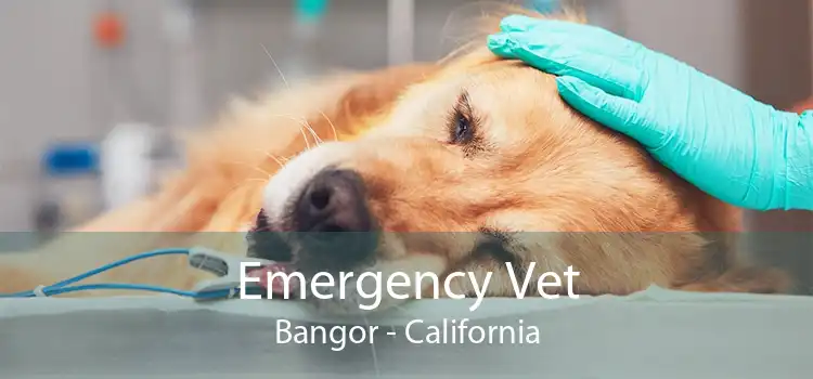 Emergency Vet Bangor - California