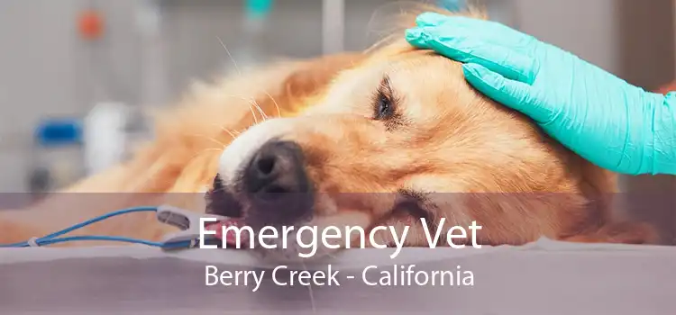 Emergency Vet Berry Creek - California