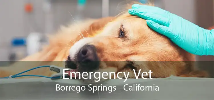 Emergency Vet Borrego Springs - California