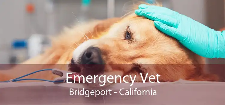 Emergency Vet Bridgeport - California