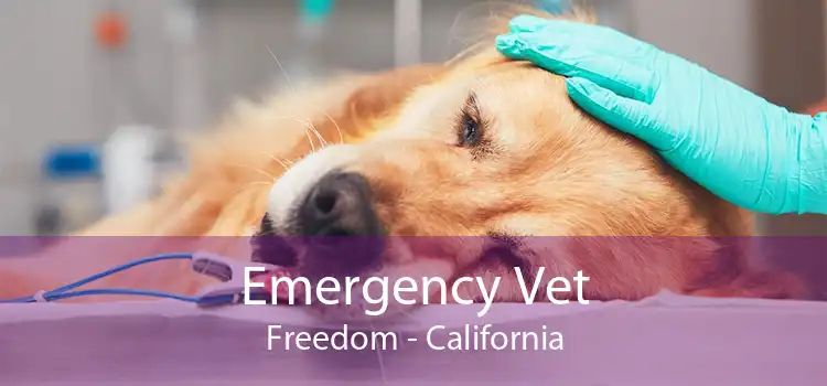 Emergency Vet Freedom - California