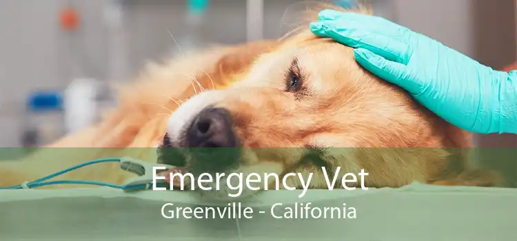 Emergency Vet Greenville - California