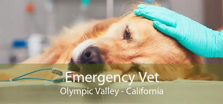 Emergency Vet Olympic Valley - California