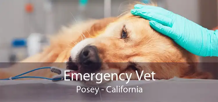 Emergency Vet Posey - California