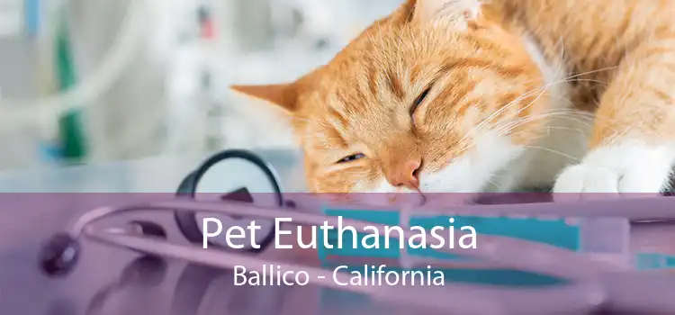 Pet Euthanasia Ballico - California