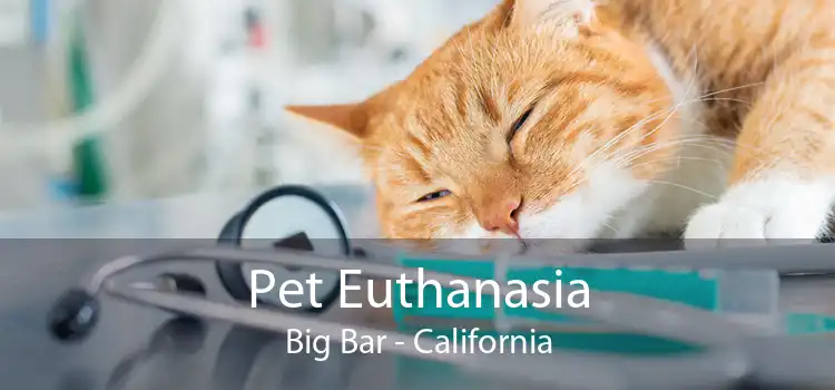 Pet Euthanasia Big Bar - California
