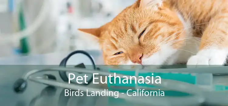 Pet Euthanasia Birds Landing - California