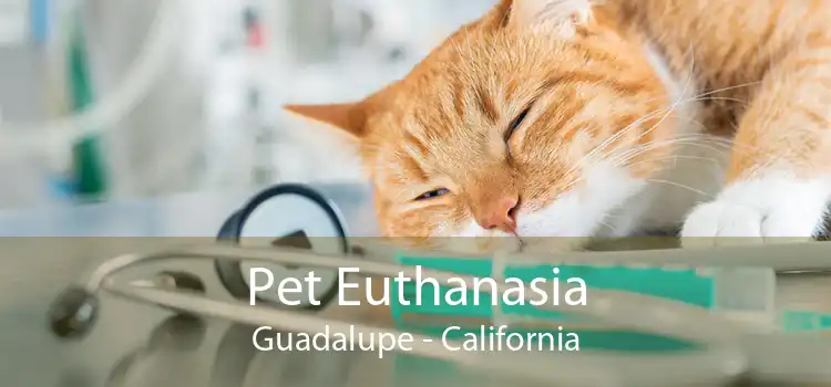 Pet Euthanasia Guadalupe - California